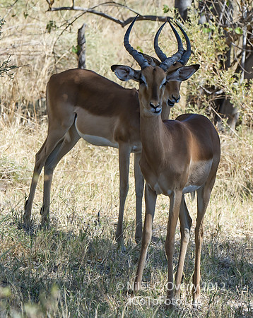 OkavangoB-6482