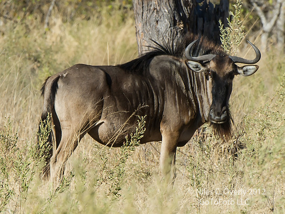 OkavangoCD3S12-6527