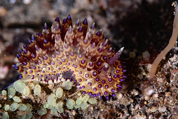 Lembeh19-204.jpg