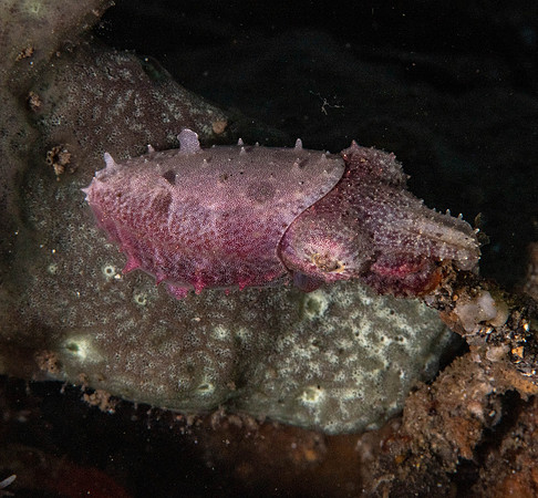 Lembeh19-226.jpg