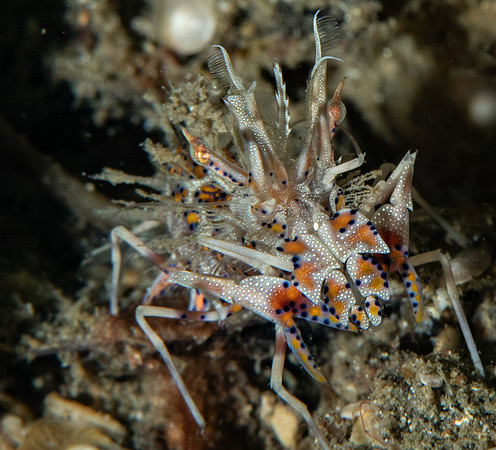Lembeh19-268.jpg