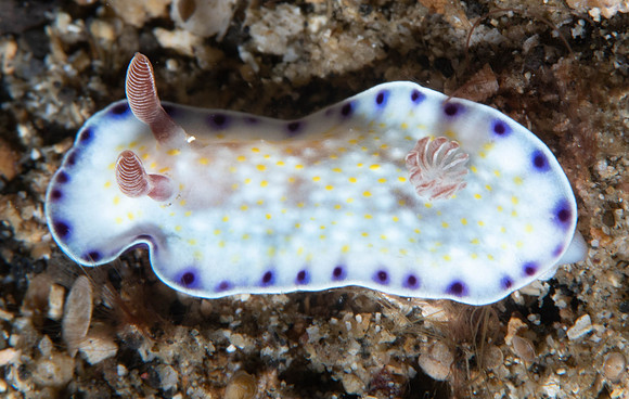 Lembeh19-271.jpg
