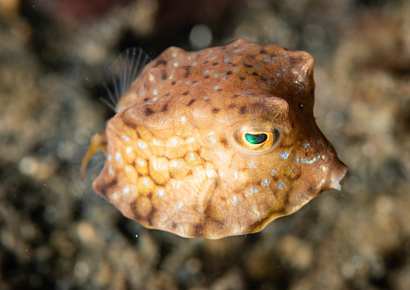 Lembeh19-350.jpg