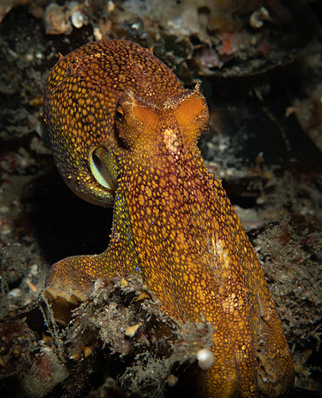 Lembeh19-573.jpg