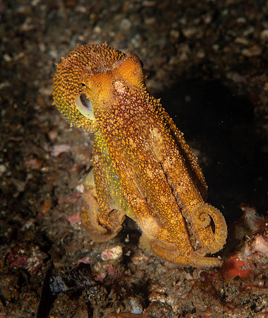 Lembeh19-578.jpg