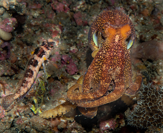 Lembeh19-582.jpg