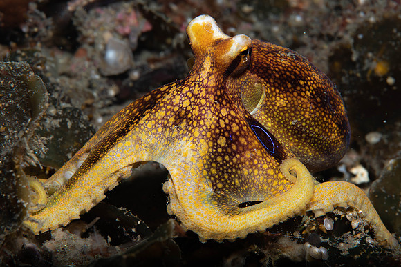 Lembeh19-589.jpg