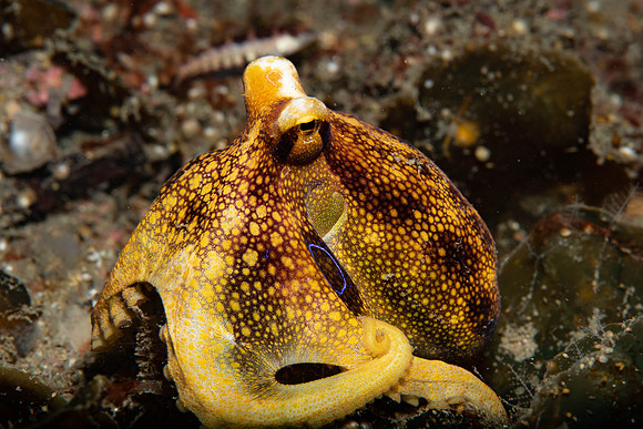 Lembeh19-591.jpg