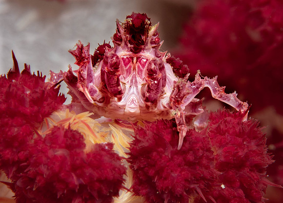 Lembeh19-599.jpg