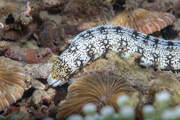 Lembeh19-638.jpg