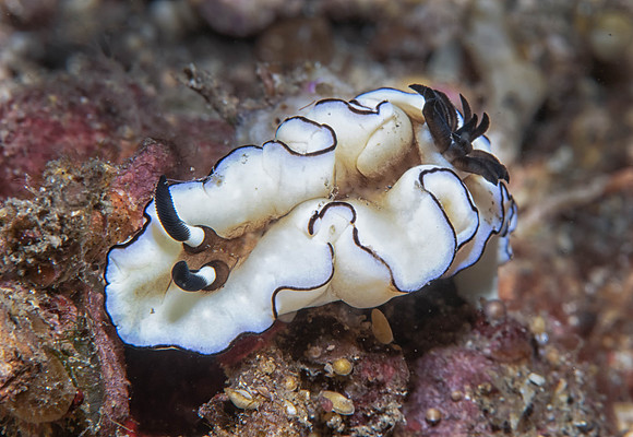 Lembeh19-1512-Edit-Edit-Edit-Edit.jpg