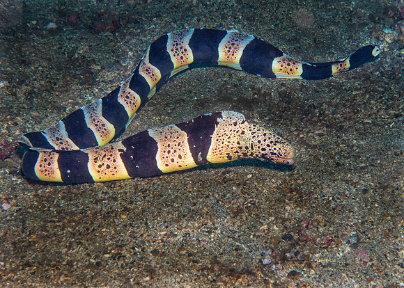 Lembeh19-1523-Edit.jpg