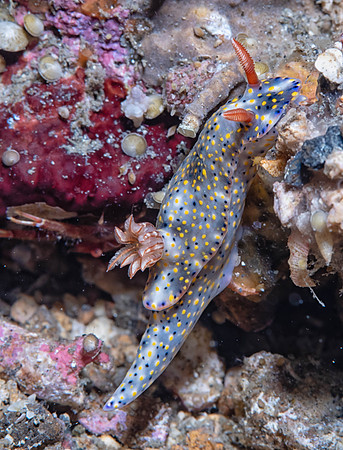 Lembeh19-1531-Edit.jpg