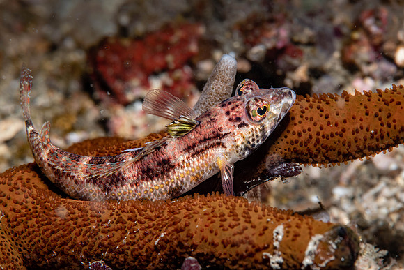 Lembeh19-1535.jpg