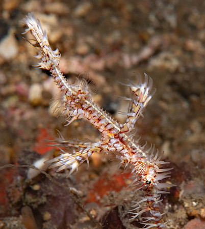 Lembeh19-1564.jpg