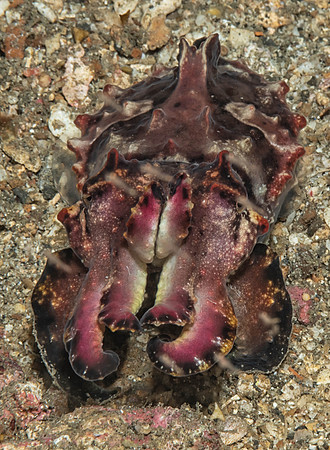 Lembeh19-1577-Edit-Edit-Edit.jpg
