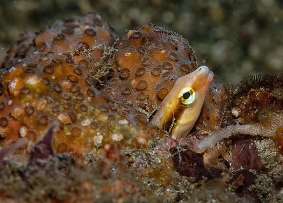 Lembeh19-1582-Edit.jpg