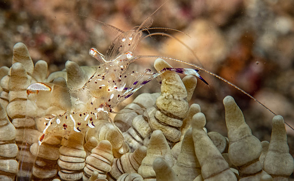 Lembeh19-1611-Edit.jpg