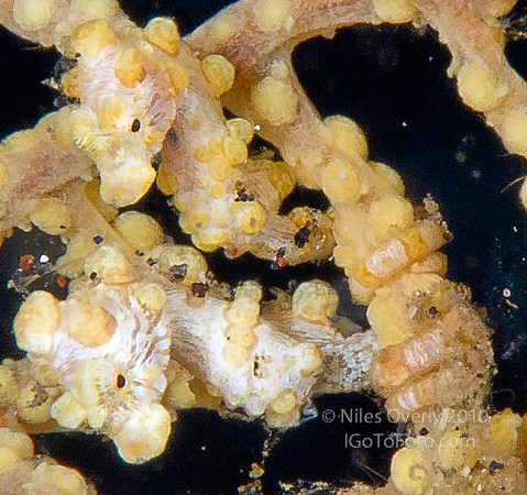Lembeh Resort-4157-3